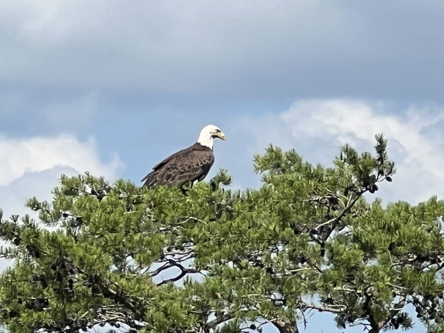 Bald eagle perched on a lakeside tree